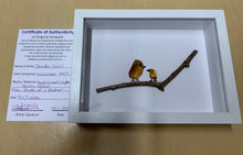 Load image into Gallery viewer, Crystal Art - Birds of a Feather